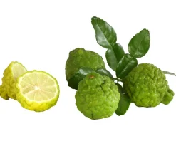 Dehner Gourmet Garten Zitruspflanzen|Terrassenpflanzen - Kaffir-Limette Grün