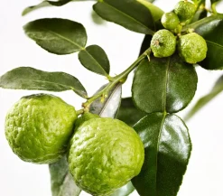 Dehner Gourmet Garten Zitruspflanzen|Terrassenpflanzen - Kaffir-Limette Grün