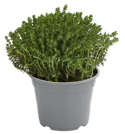 Dehner Gourmet Garten Garten- & Heilkräuter|Gourmet-Kräuter > Kugelthymian