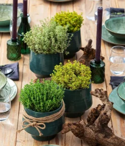 Dehner Gourmet Garten Garten- & Heilkräuter|Gourmet-Kräuter > Kugelthymian