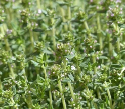 Dehner Gourmet Garten Garten- & Heilkräuter|Gourmet-Kräuter > Kugelthymian