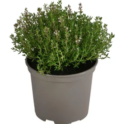Dehner Gourmet Garten Garten- & Heilkräuter|Gourmet-Kräuter - Kugelthymian Grün