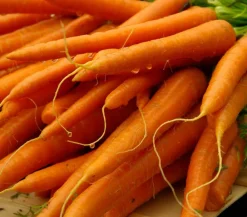 Dehner Gourmet Garten Lange Möhre, 20er Schale Orange Hot
