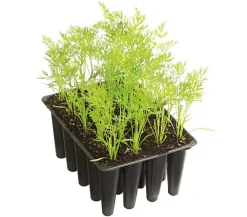 Dehner Gourmet Garten Lange Möhre, 20er Schale Orange Hot