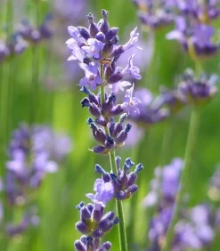 Dehner Gourmet Garten , Hochstamm Lavendel Best