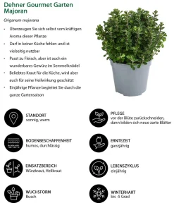 Dehner Gourmet Garten Garten- & Heilkräuter|Gourmet-Kräuter - Majoran, einjährig Grün