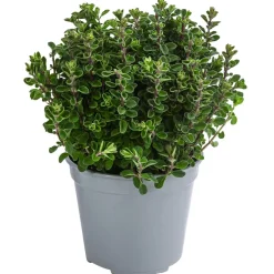 Dehner Gourmet Garten Garten- & Heilkräuter|Gourmet-Kräuter - Majoran, einjährig Grün