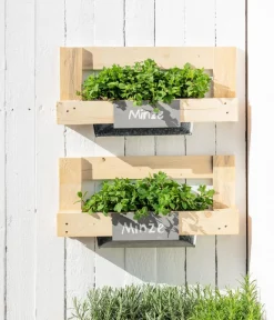 Dehner Gourmet Garten Garten- & Heilkräuter|Gourmet-Kräuter > Marokkanische Minze