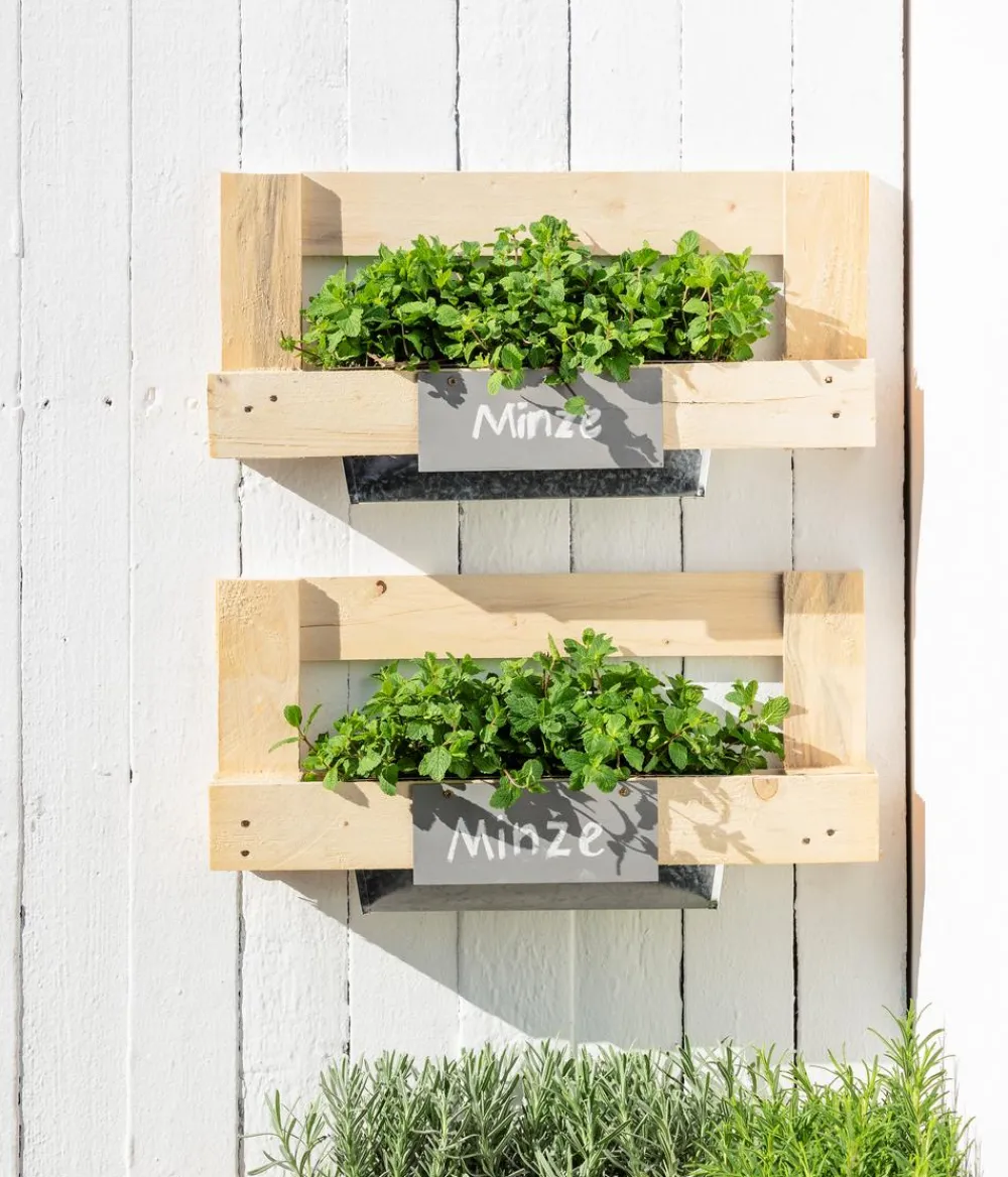 Dehner Gourmet Garten Garten- & Heilkräuter|Gourmet-Kräuter > Marokkanische Minze