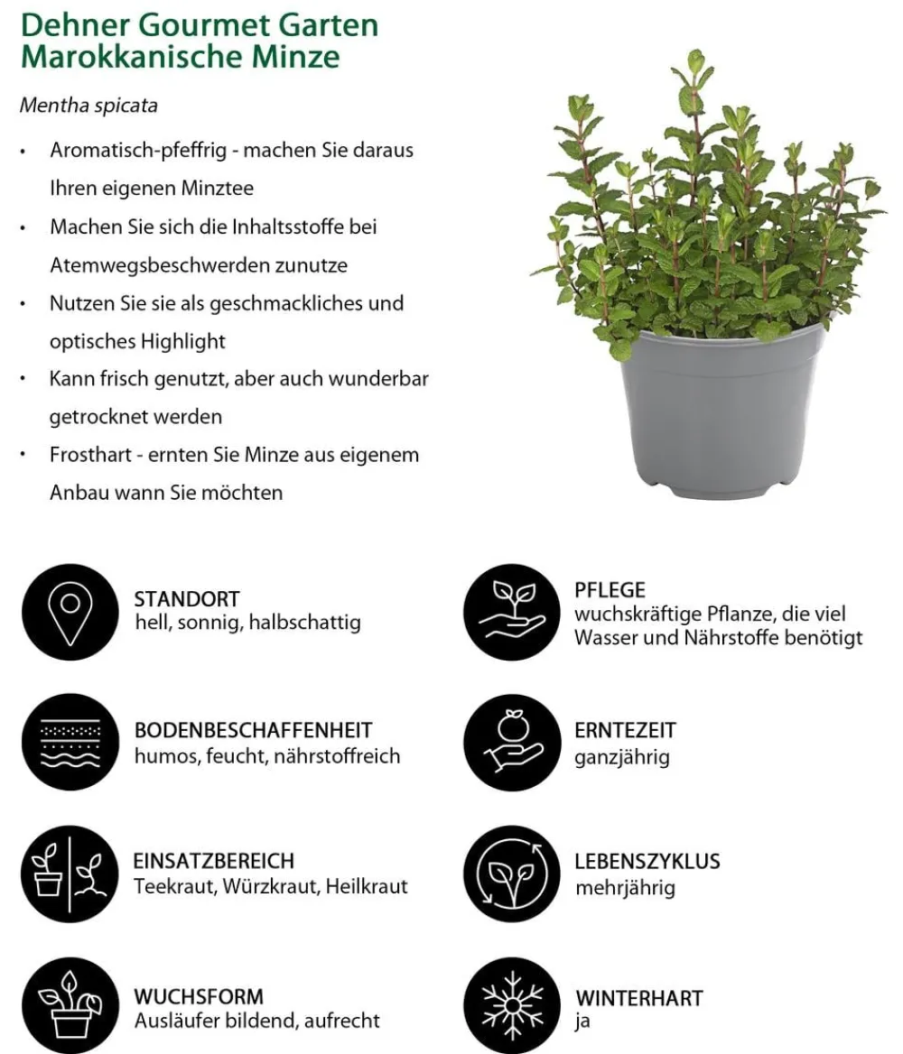 Dehner Gourmet Garten Garten- & Heilkräuter|Gourmet-Kräuter > Marokkanische Minze