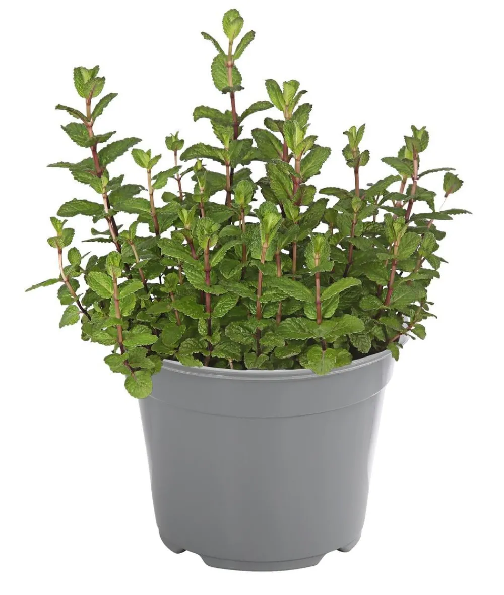 Dehner Gourmet Garten Garten- & Heilkräuter|Gourmet-Kräuter > Marokkanische Minze