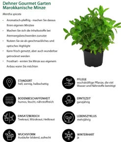Dehner Gourmet Garten Garten- & Heilkräuter|Gourmet-Kräuter - Marokkanische Minze Grün