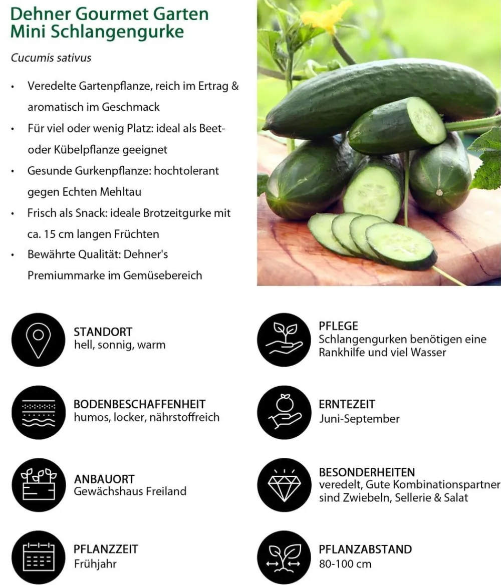 Dehner Gourmet Garten Zucchini- & Gurkenpflanzen > Mini Schlangengurke, veredelt
