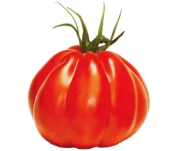 Dehner Gourmet Garten Auberginen- & Tomatenpflanzen - Ochsenherztomate, veredelt Rot