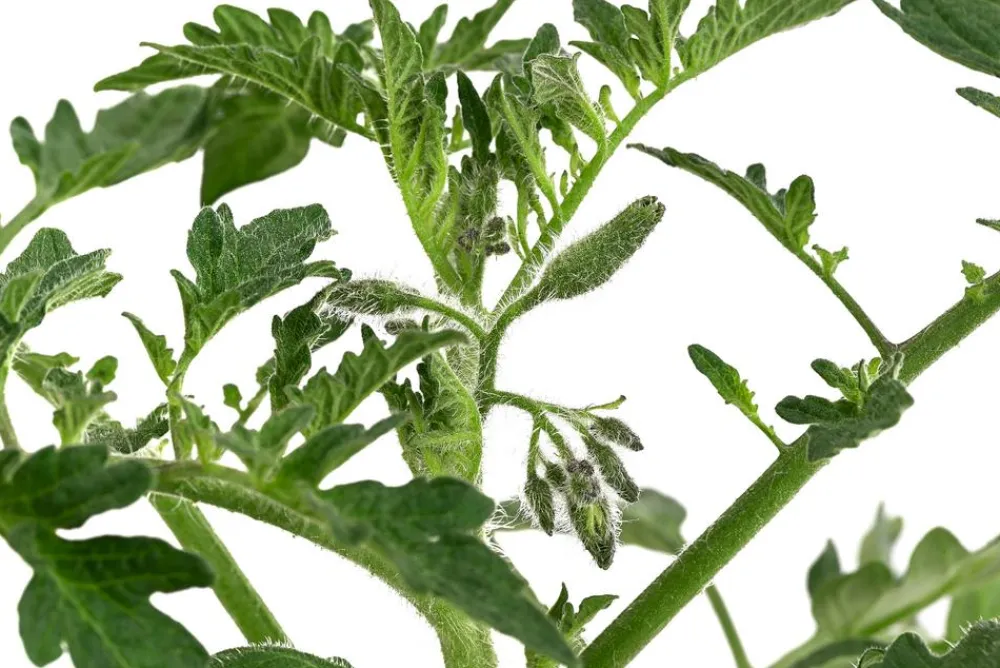 Dehner Gourmet Garten Auberginen- & Tomatenpflanzen - Ochsenherztomate, veredelt Rot