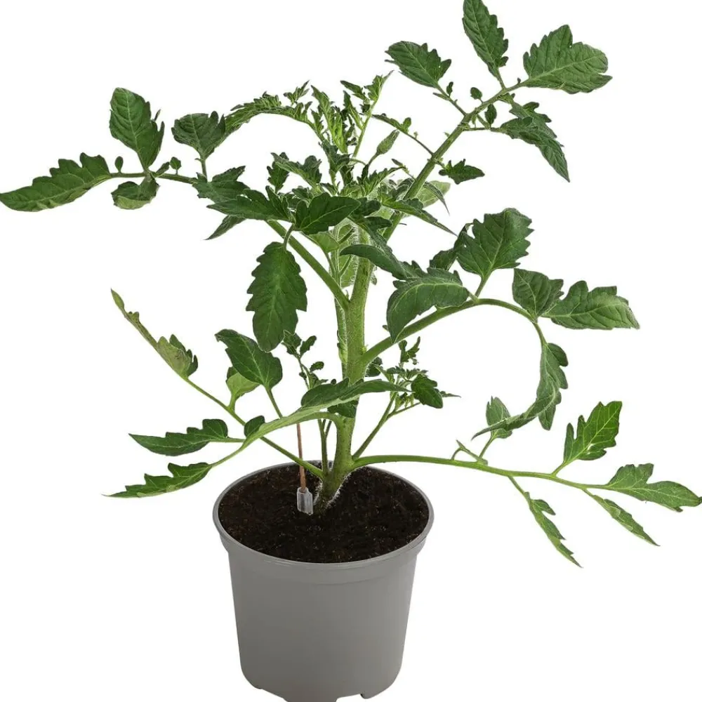 Dehner Gourmet Garten Auberginen- & Tomatenpflanzen - Ochsenherztomate, veredelt Rot
