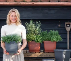 Dehner Gourmet Garten Oregano Hellgrün Hot