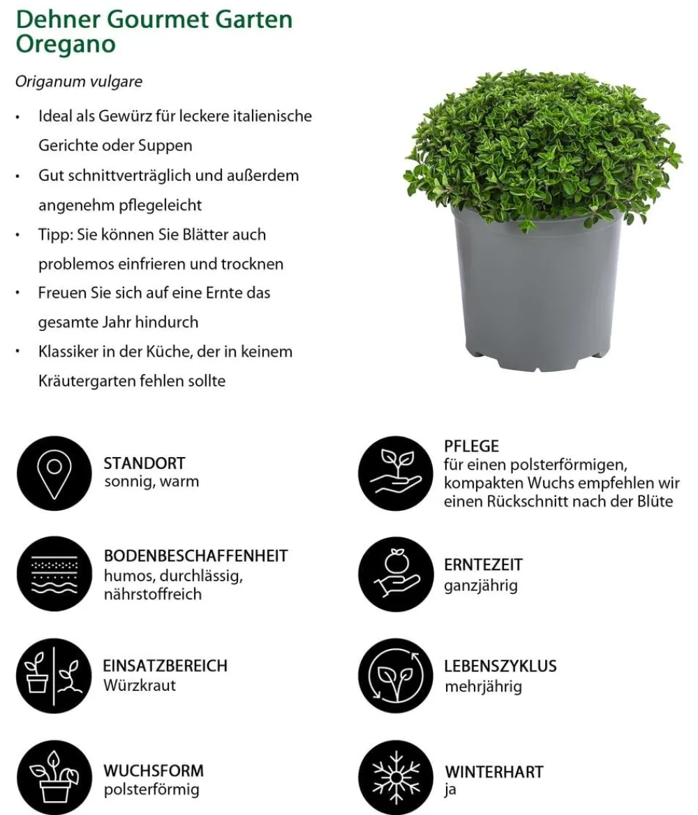 Dehner Gourmet Garten Oregano Hellgrün Hot