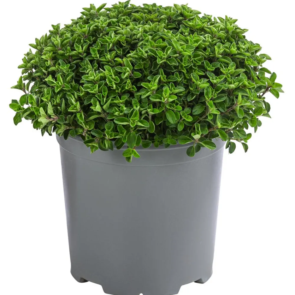 Dehner Gourmet Garten Oregano Hellgrün Hot