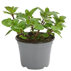 Dehner Gourmet Garten Garten- & Heilkräuter|Gourmet-Kräuter > Pfefferminze