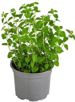 Dehner Gourmet Garten Garten- & Heilkräuter|Gourmet-Kräuter > Pizza-Oregano