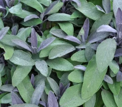Dehner Gourmet Garten Garten- & Heilkräuter|Gourmet-Kräuter > Purpursalbei