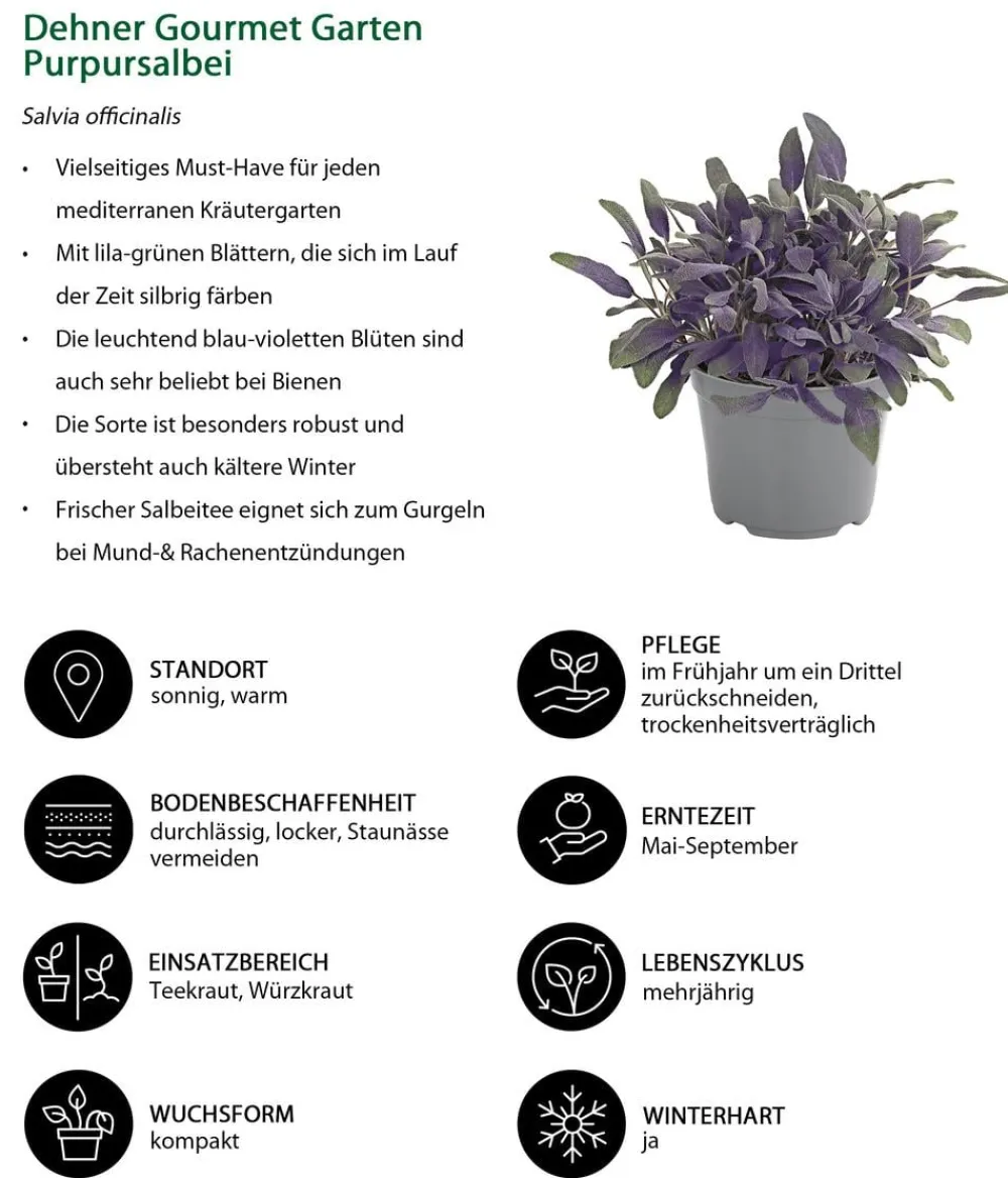 Dehner Gourmet Garten Garten- & Heilkräuter|Gourmet-Kräuter > Purpursalbei