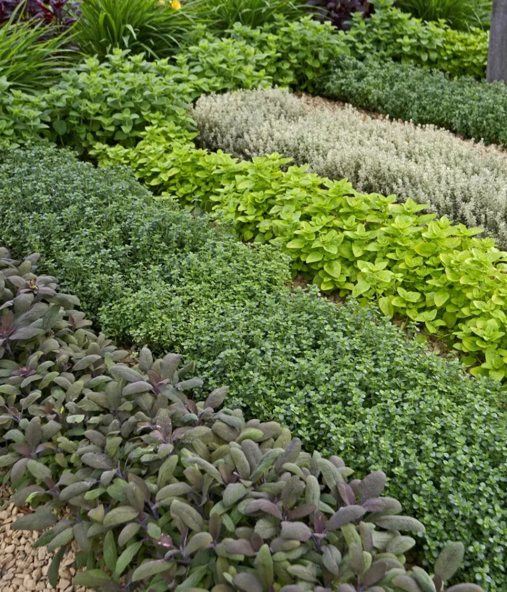 Dehner Gourmet Garten Garten- & Heilkräuter|Gourmet-Kräuter > Purpursalbei