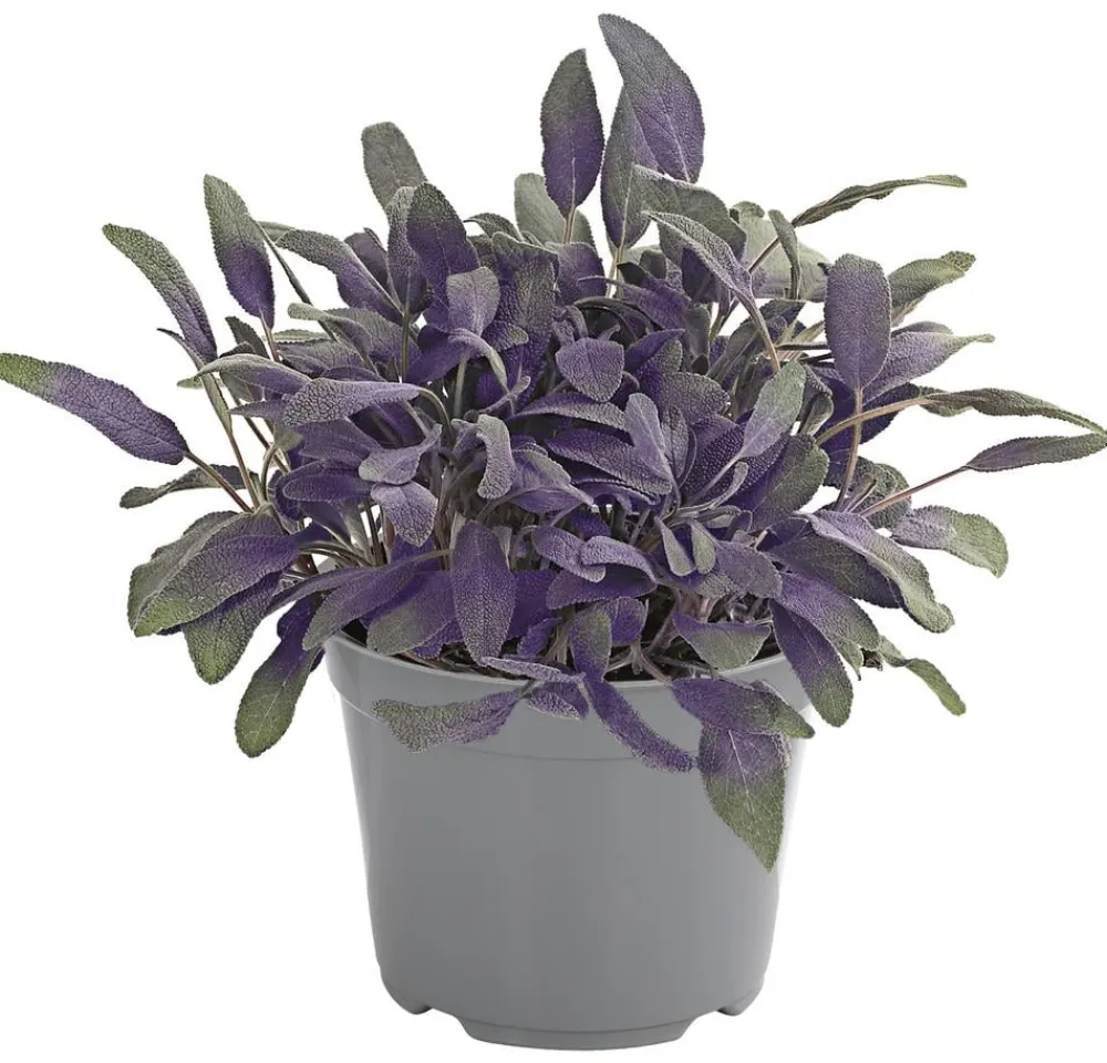 Dehner Gourmet Garten Garten- & Heilkräuter|Gourmet-Kräuter > Purpursalbei