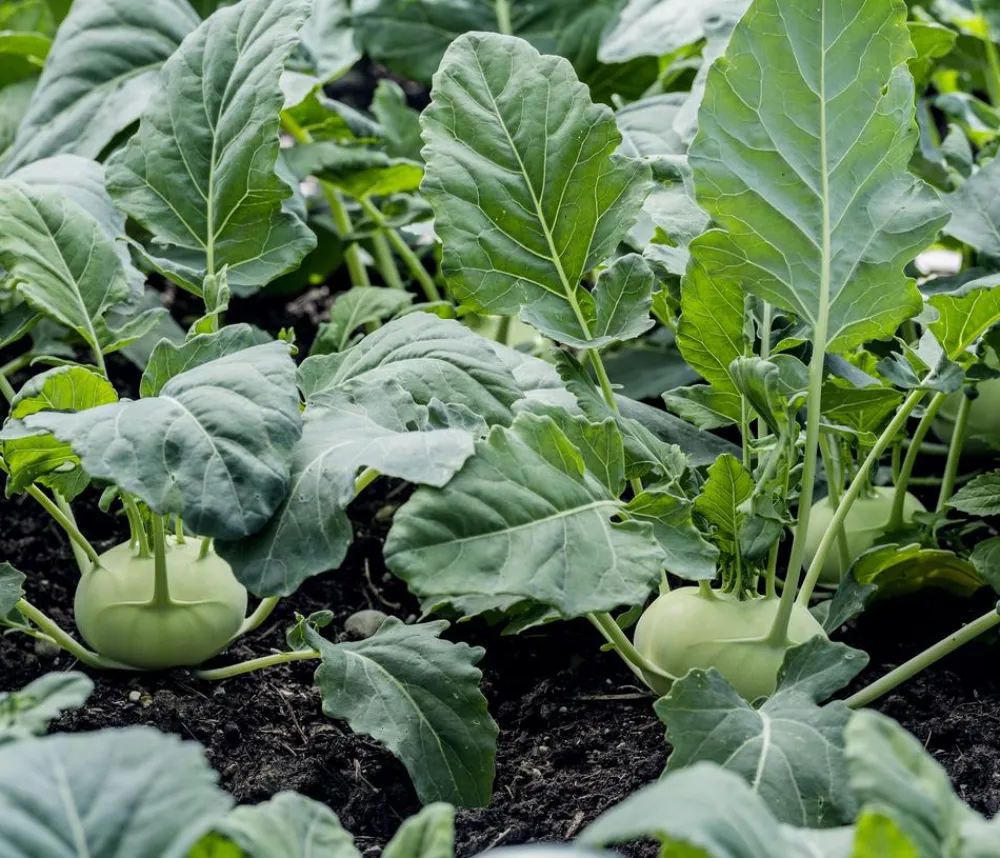 Dehner Gourmet Garten Riesenkohlrabi, 6er Schale Hellgrün Clearance