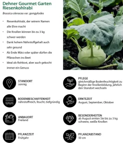 Dehner Gourmet Garten Riesenkohlrabi, 6er Schale Hellgrün Clearance