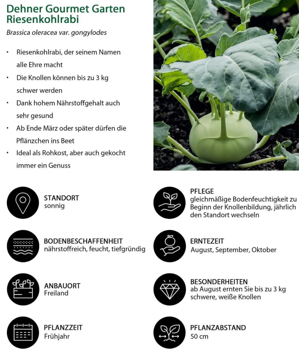 Dehner Gourmet Garten Riesenkohlrabi, 6er Schale Hellgrün Clearance