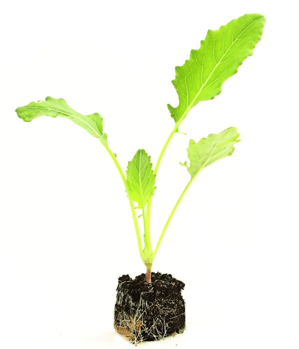 Dehner Gourmet Garten Riesenkohlrabi, 6er Schale Hellgrün Clearance