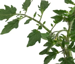 Dehner Gourmet Garten Auberginen- & Tomatenpflanzen - Riesen Steaktomate, veredelt Rot