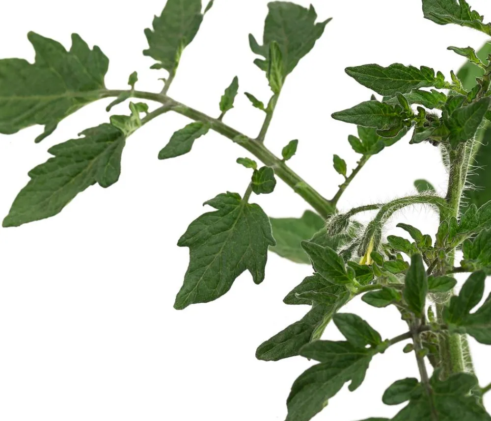 Dehner Gourmet Garten Auberginen- & Tomatenpflanzen - Riesen Steaktomate, veredelt Rot