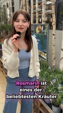 Dehner Gourmet Garten Garten- & Heilkräuter|Gourmet-Kräuter > Rosmarin