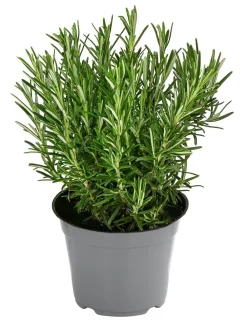 Dehner Gourmet Garten Garten- & Heilkräuter|Gourmet-Kräuter > Rosmarin