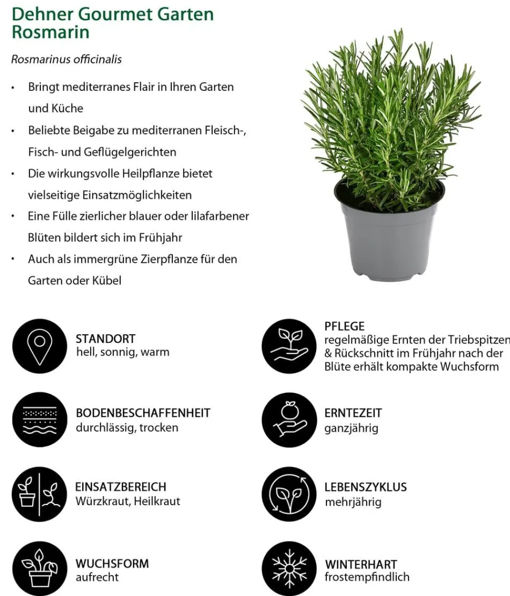 Dehner Gourmet Garten Garten- & Heilkräuter|Gourmet-Kräuter > Rosmarin