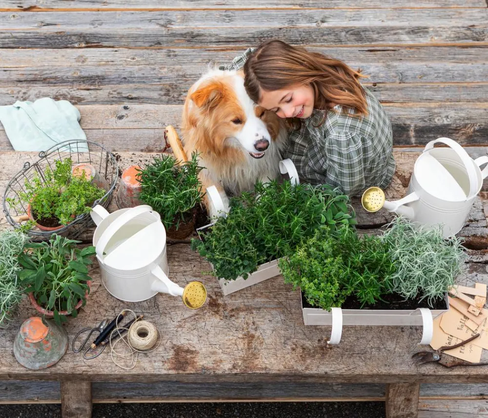 Dehner Gourmet Garten Garten- & Heilkräuter|Gourmet-Kräuter > Rosmarin