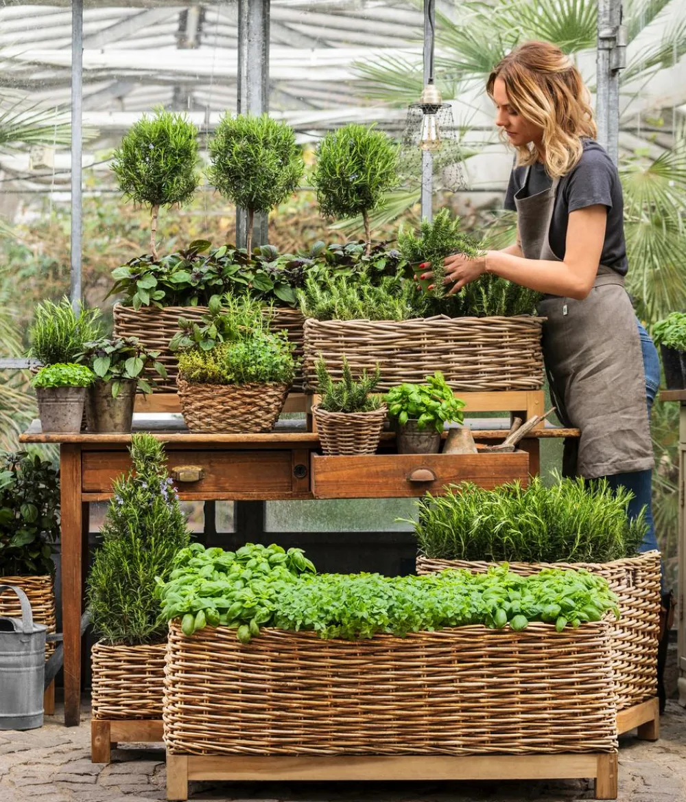Dehner Gourmet Garten Garten- & Heilkräuter|Gourmet-Kräuter > Rosmarin
