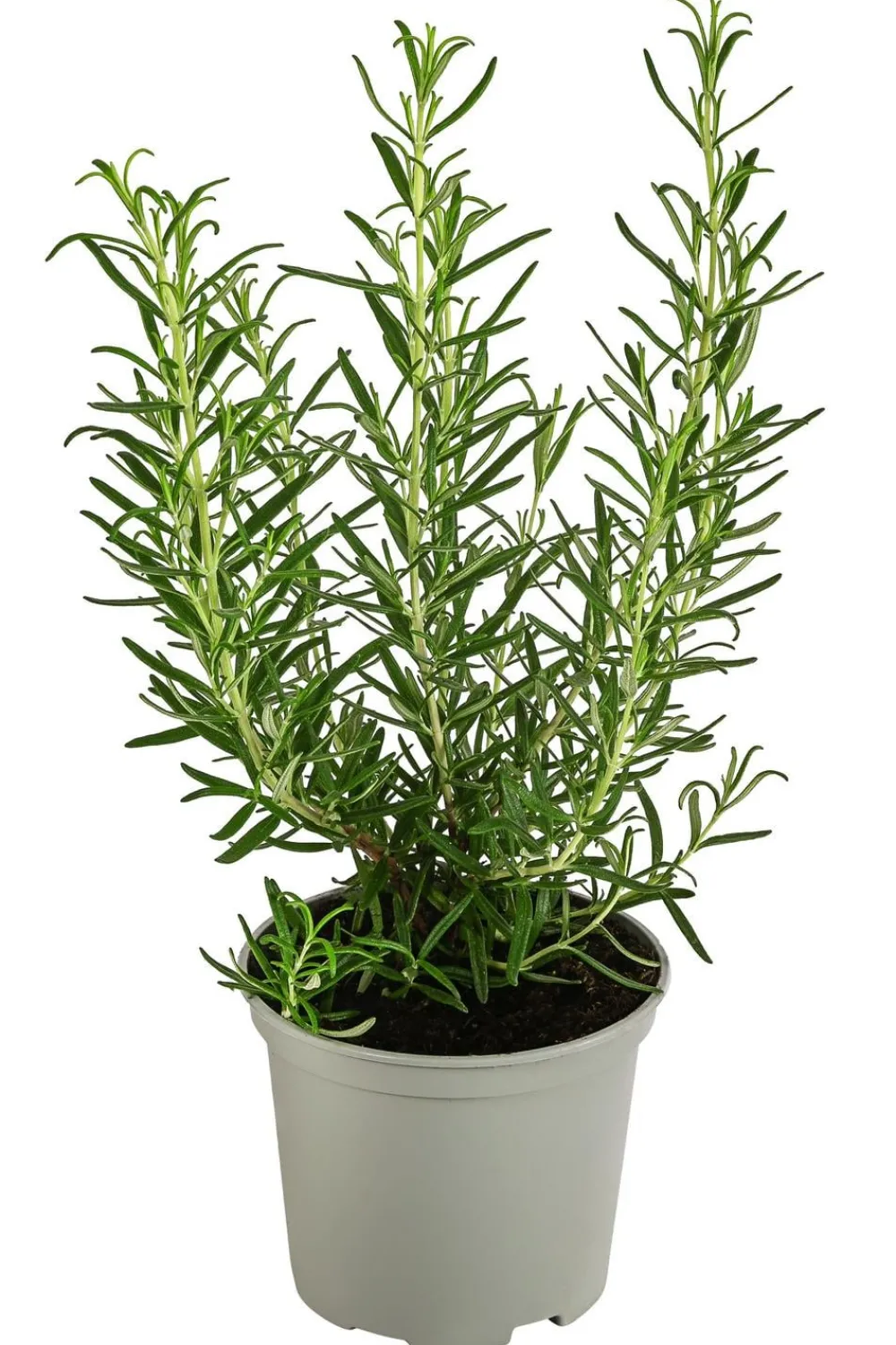 Dehner Gourmet Garten Garten- & Heilkräuter|Gourmet-Kräuter > Rosmarin