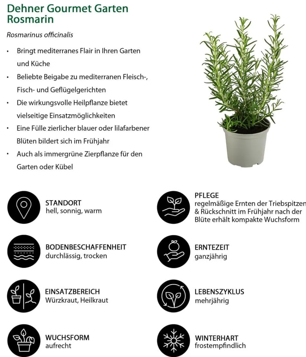 Dehner Gourmet Garten Garten- & Heilkräuter|Gourmet-Kräuter > Rosmarin