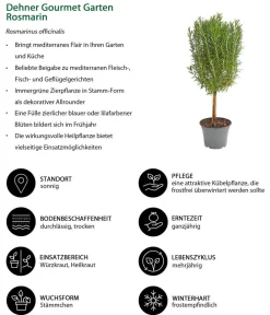 Dehner Gourmet Garten Rosmarin, Stamm Grün Discount