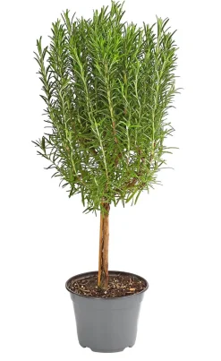 Dehner Gourmet Garten Rosmarin, Stamm Grün Discount