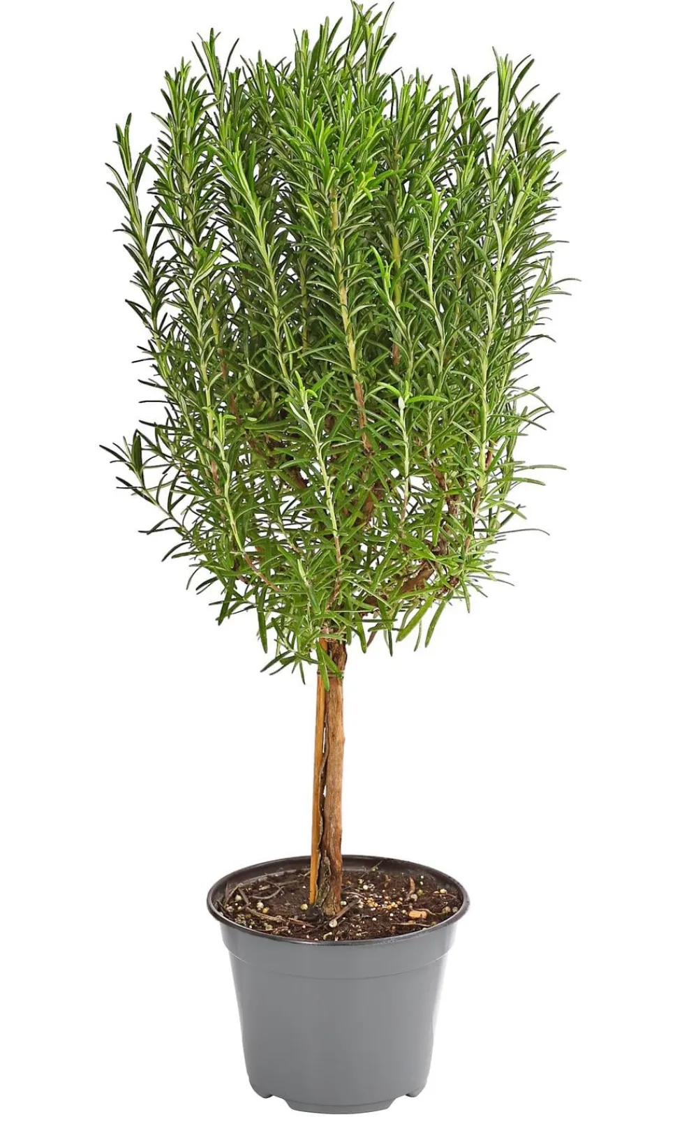 Dehner Gourmet Garten Rosmarin, Stamm Grün Discount