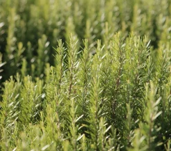 Dehner Gourmet Garten Rosmarin Grün New