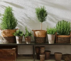 Dehner Gourmet Garten Garten- & Heilkräuter|Gourmet-Kräuter - Rosmarin, Stamm Grün