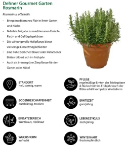 Dehner Gourmet Garten Garten- & Heilkräuter|Gourmet-Kräuter - Rosmarin Grün