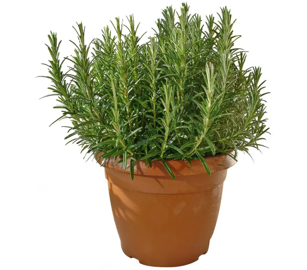Dehner Gourmet Garten Garten- & Heilkräuter|Gourmet-Kräuter - Rosmarin Grün