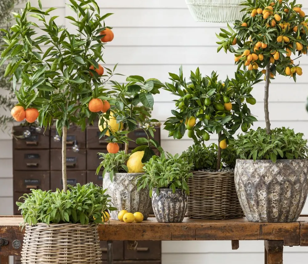 Dehner Gourmet Garten Garten- & Heilkräuter|Gourmet-Kräuter > Salbei